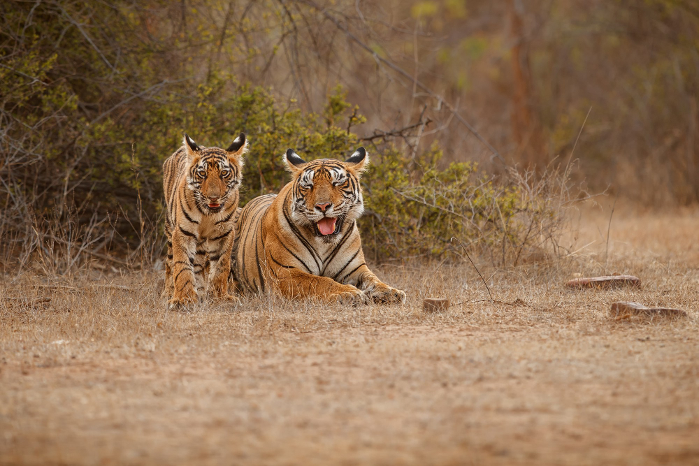 Tigers in Ranthambore