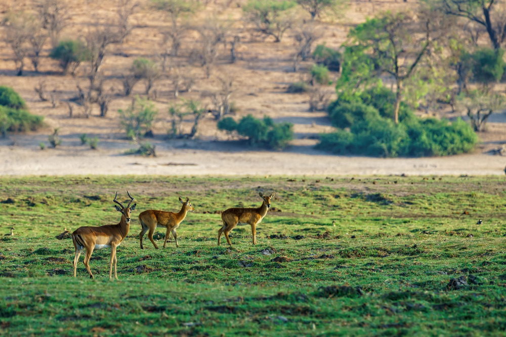 Deer in Jim Corbett National Park