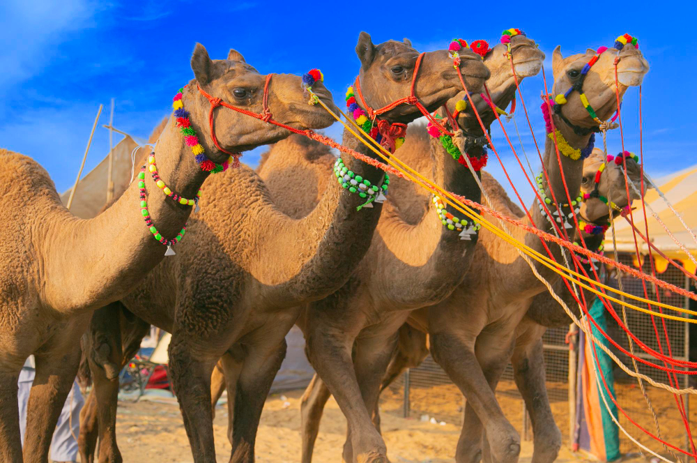 5 Camels in Pushkar Fair